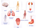 Дидактические карточки "Как устроен человек"