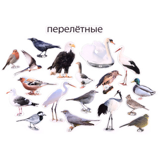 Набор магнитных карточек Перелётные птицы (к плакату Птицы, тема 4)