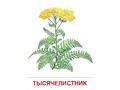 Демонстрационные картинки СУПЕР. Цветы полевые (16 шт.) в папке