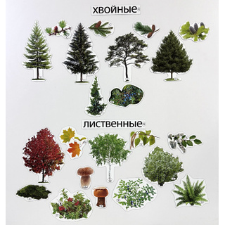 Набор магнитных карточек Лиственные и хвойные деревья (к плакату Лес, тема 1)